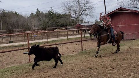 Cowboy on horseback roping a black calf in a dirt corral.
