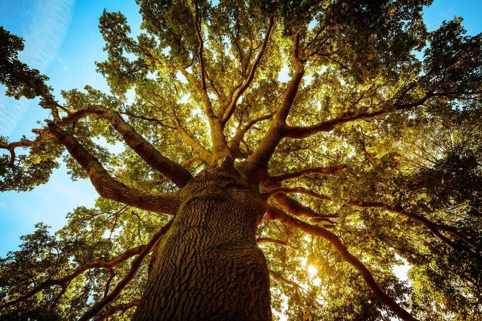 spostamento alberi centenari