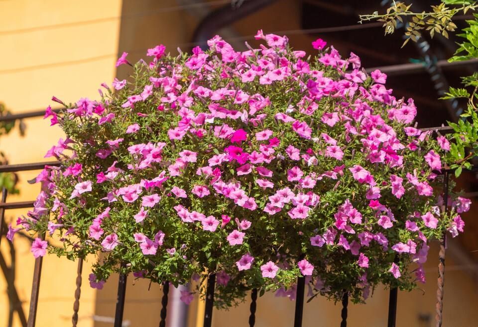 balcone fiorito