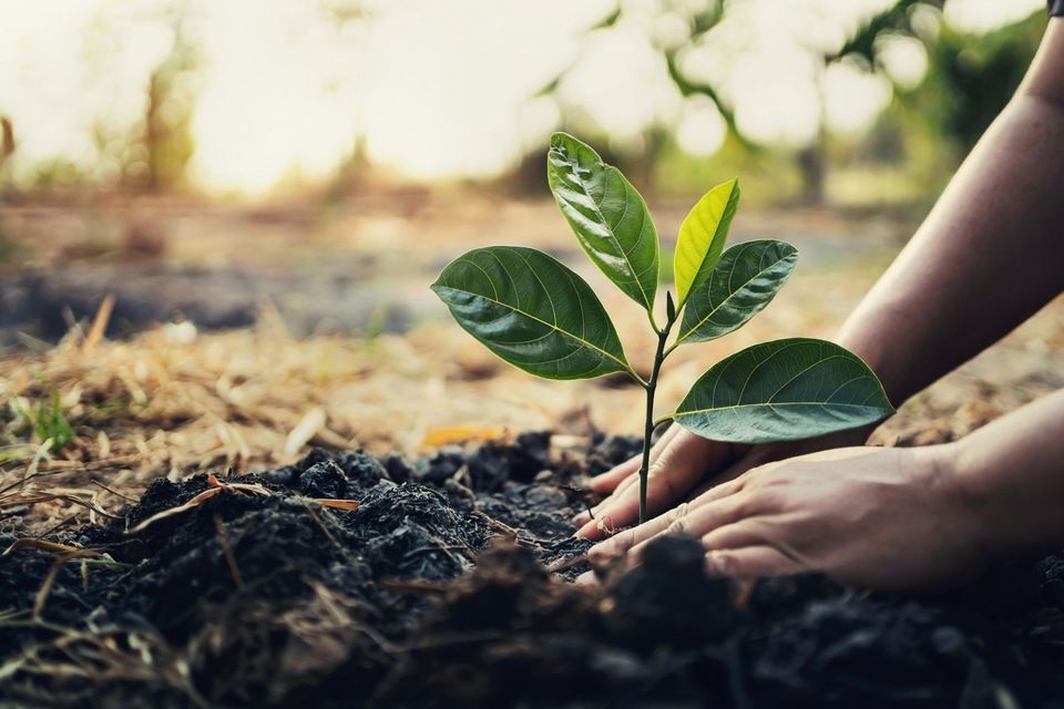 progettazione parchi e giardini