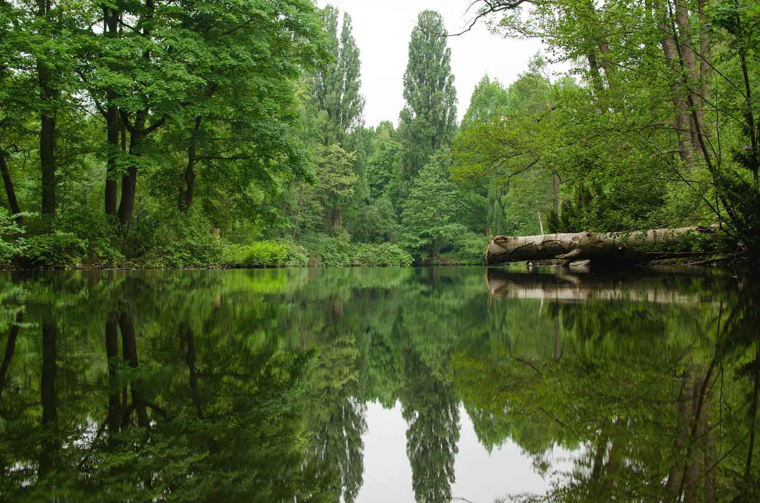 A river surrounded by trees and a log in the middle