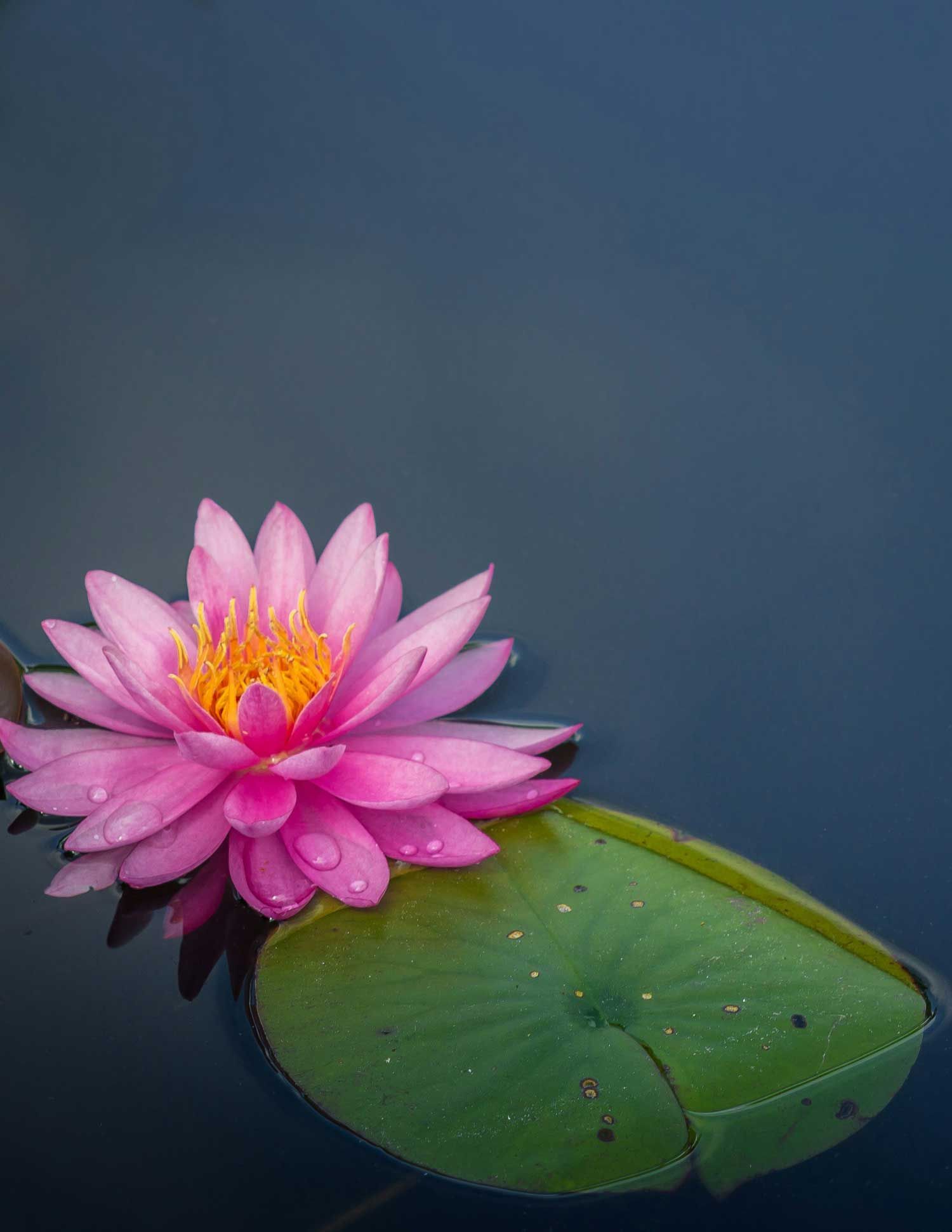 A pink water lily is floating on a green leaf in the water.