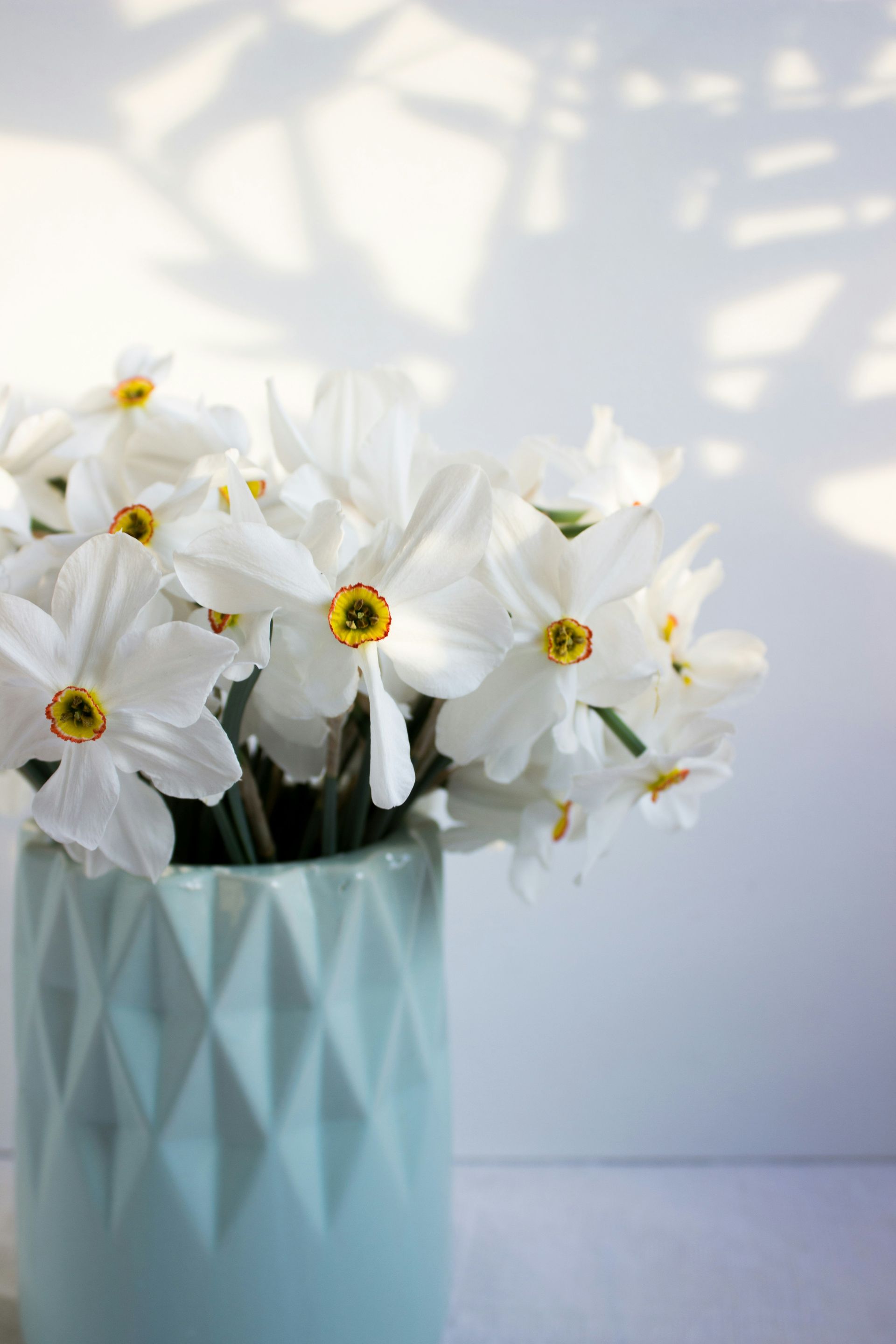 White daffodils in a light blue vase on a soft-lit surface