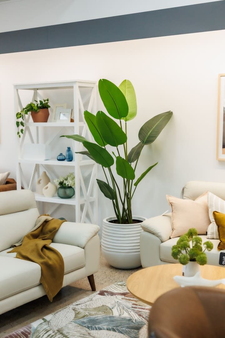 An indoor plant with white shelving behind it — The Comfort Zone Darwin In Winnellie, NT