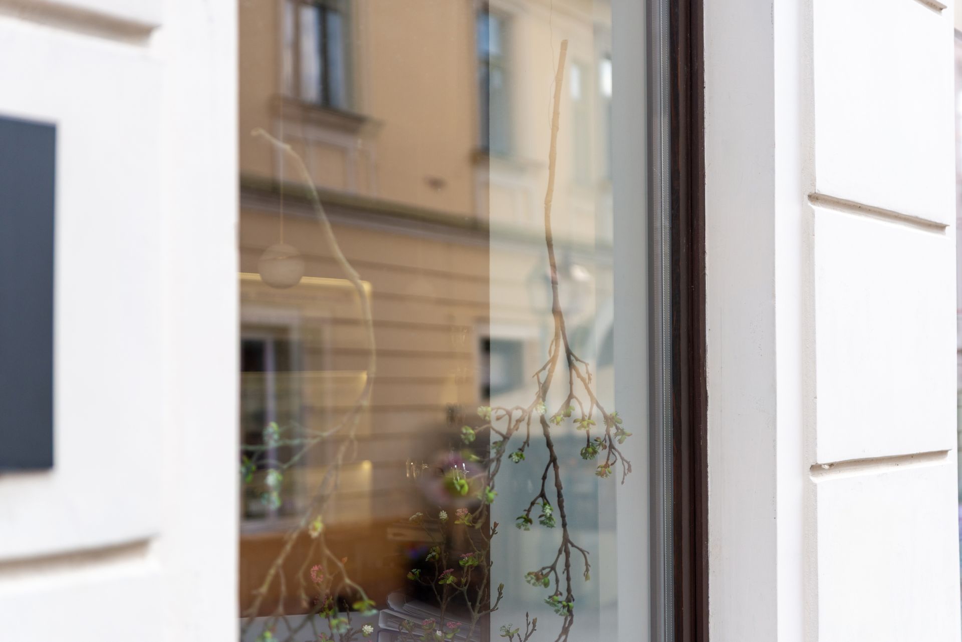 Plant hanging in a window with reflections of a street building outside