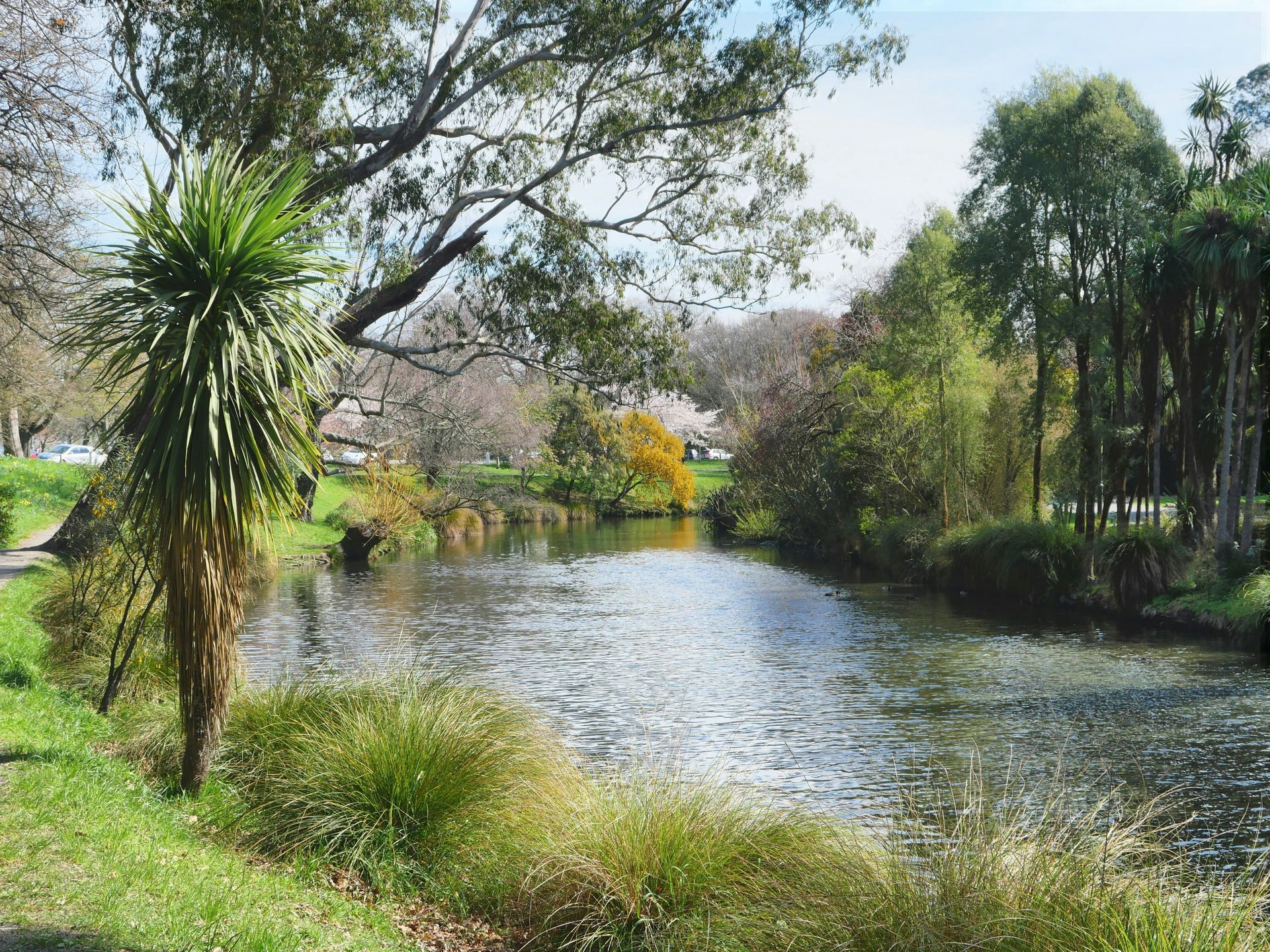 Sunny park pond with rippling water, lush trees, and greenery along the shore