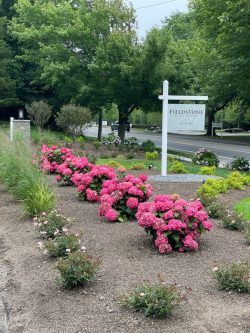 Pink flowering shrubs line a landscaped roadside bed near a sign and trees