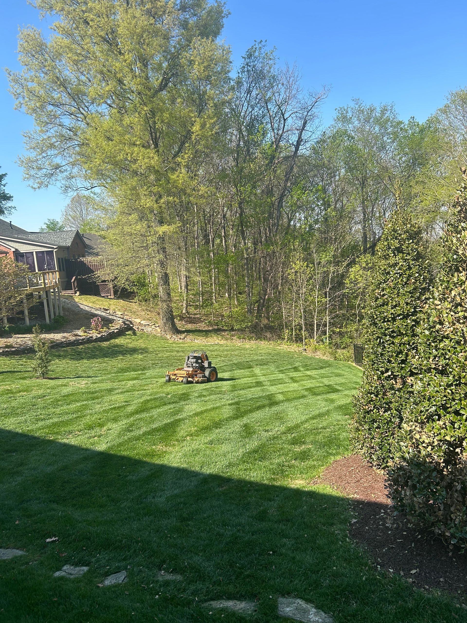 Sunny backyard lawn with trees and a person sitting on the grass.