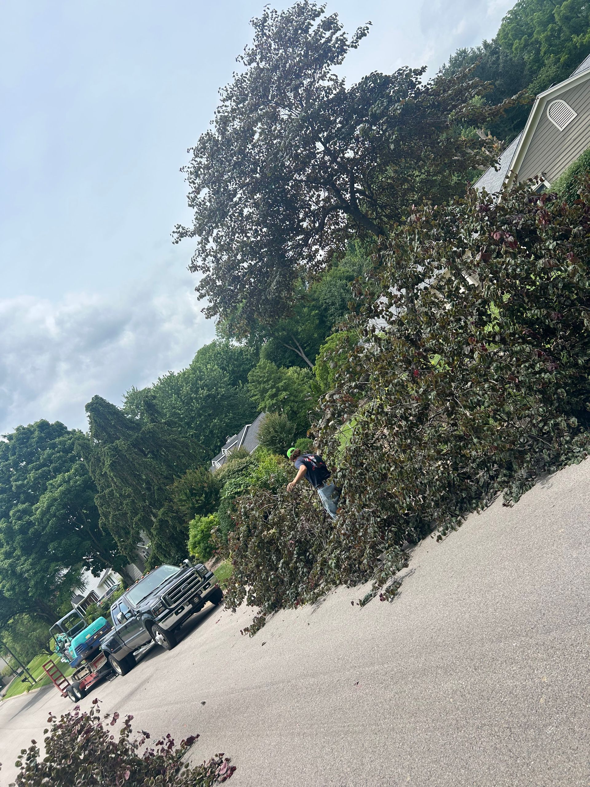 Large fallen tree branch blocking a road with parked cars nearby under a cloudy sky
