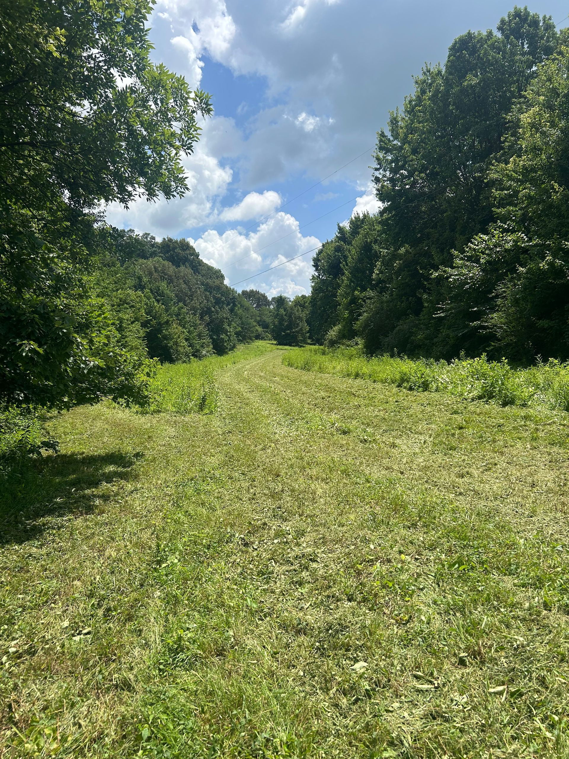 Overgrown grassy path between dense green trees under a bright blue sky with clouds