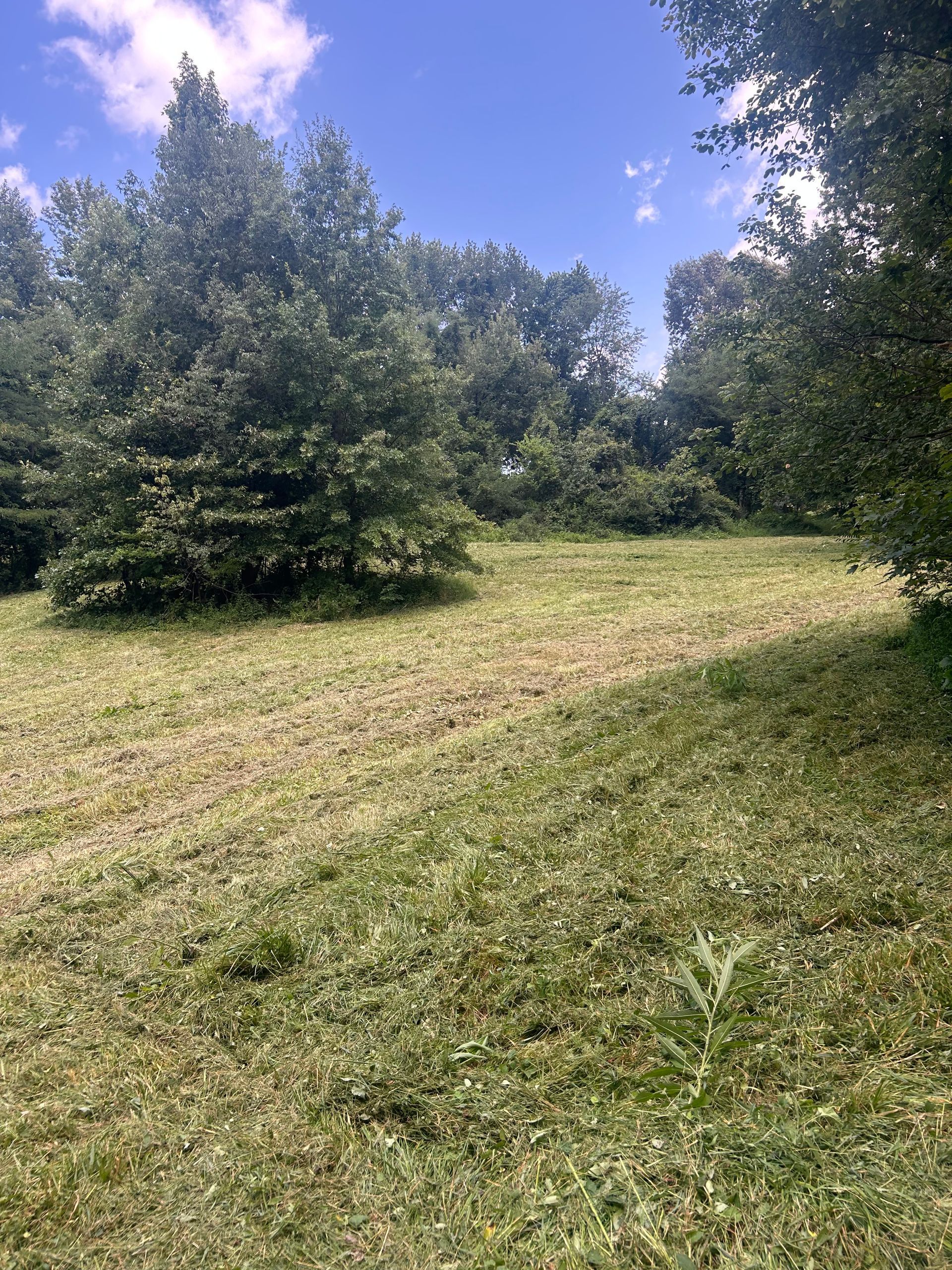 Grassy field with trees under a bright blue sky and scattered clouds