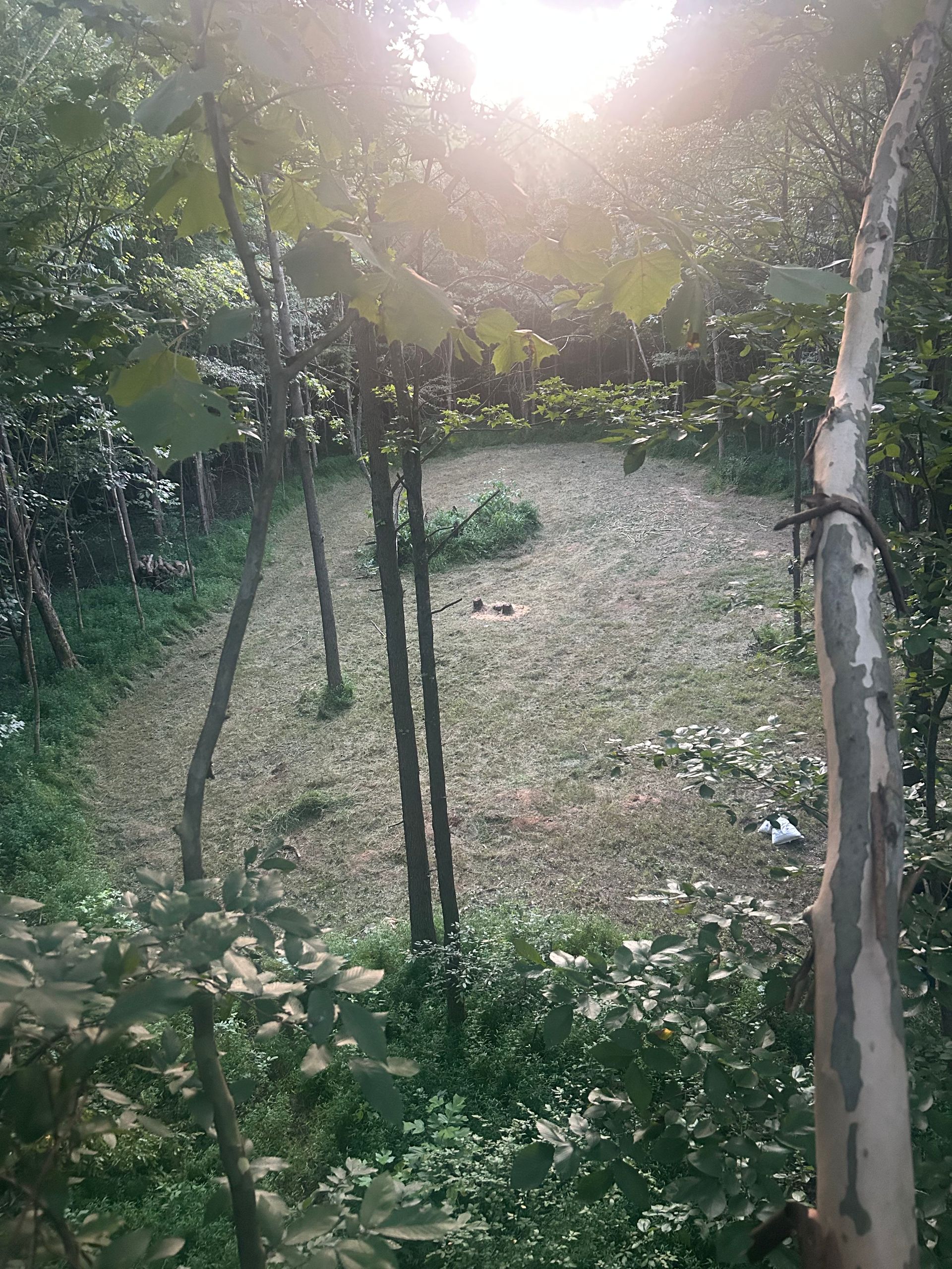 Sunlit wooded garden path with trees, green foliage, and dappled ground cover