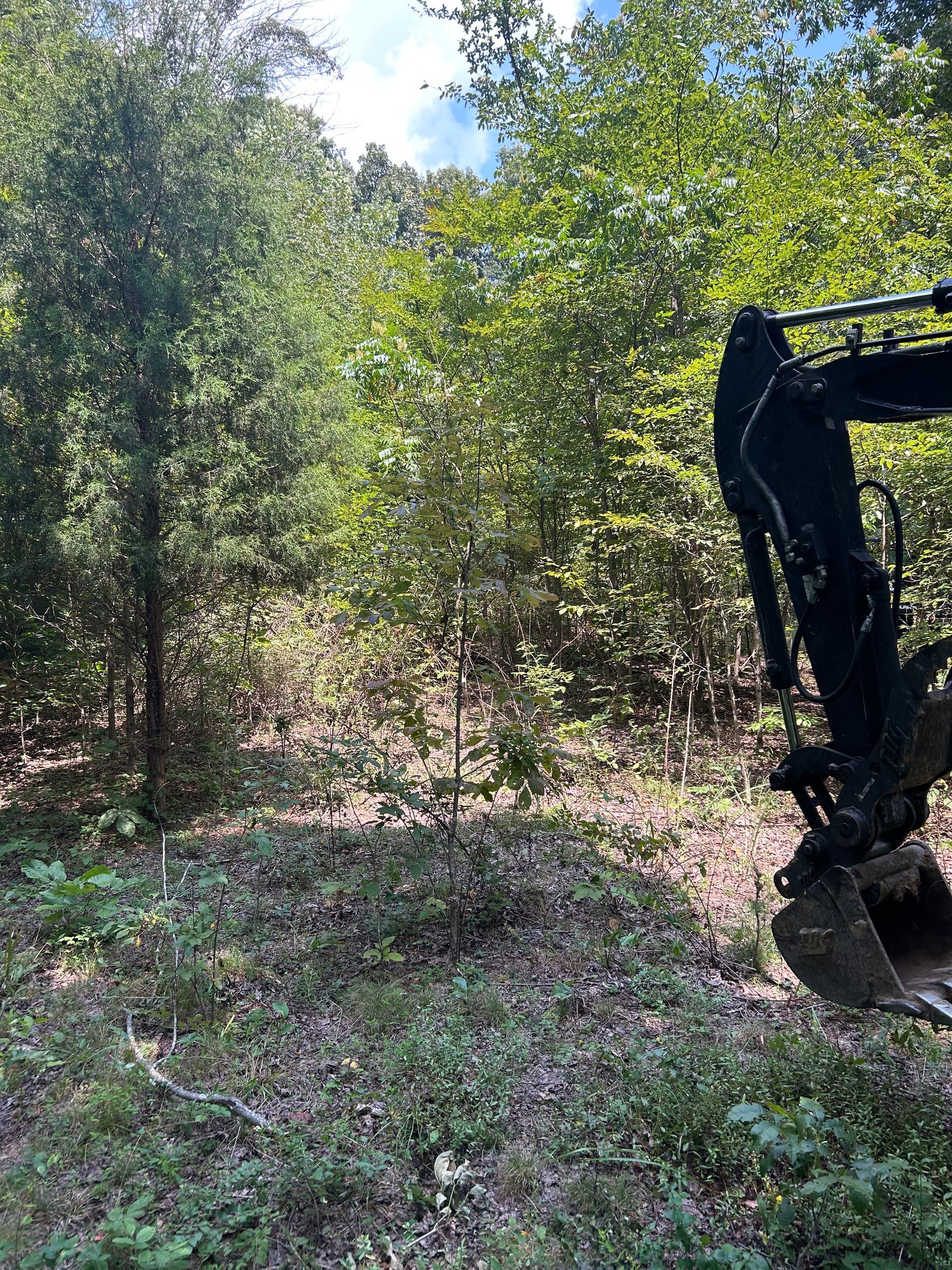 Forested clearing with an excavator arm at right side, sunlight filtering through trees
