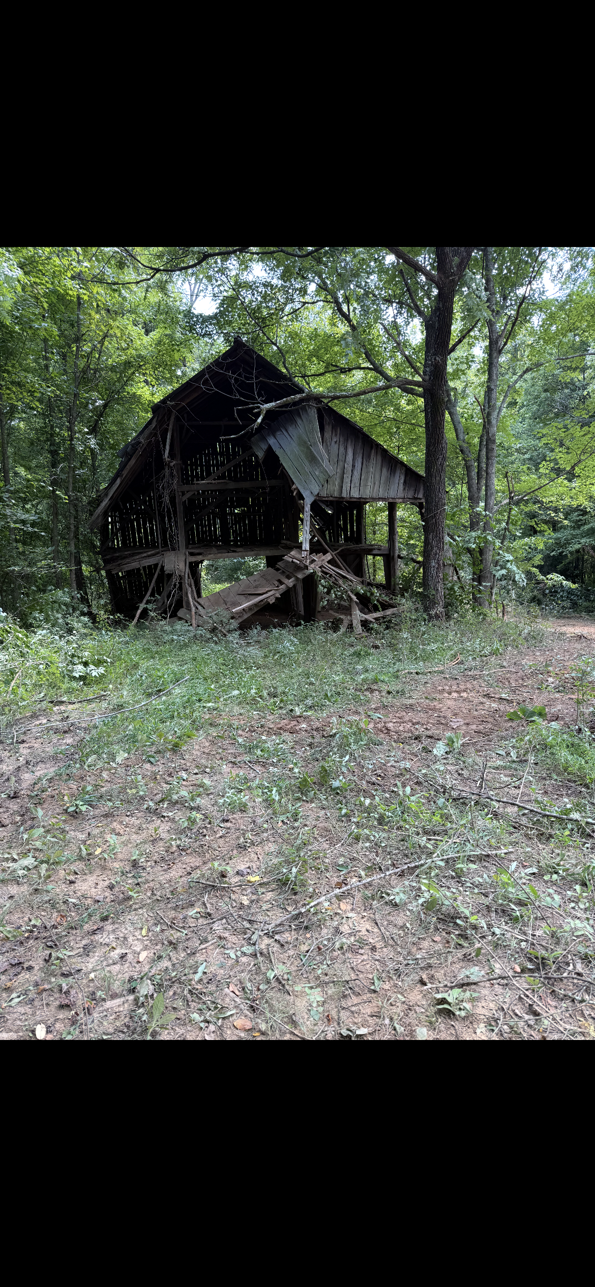 Small dark wooden cabin in a wooded area with trees and leaf-covered ground.