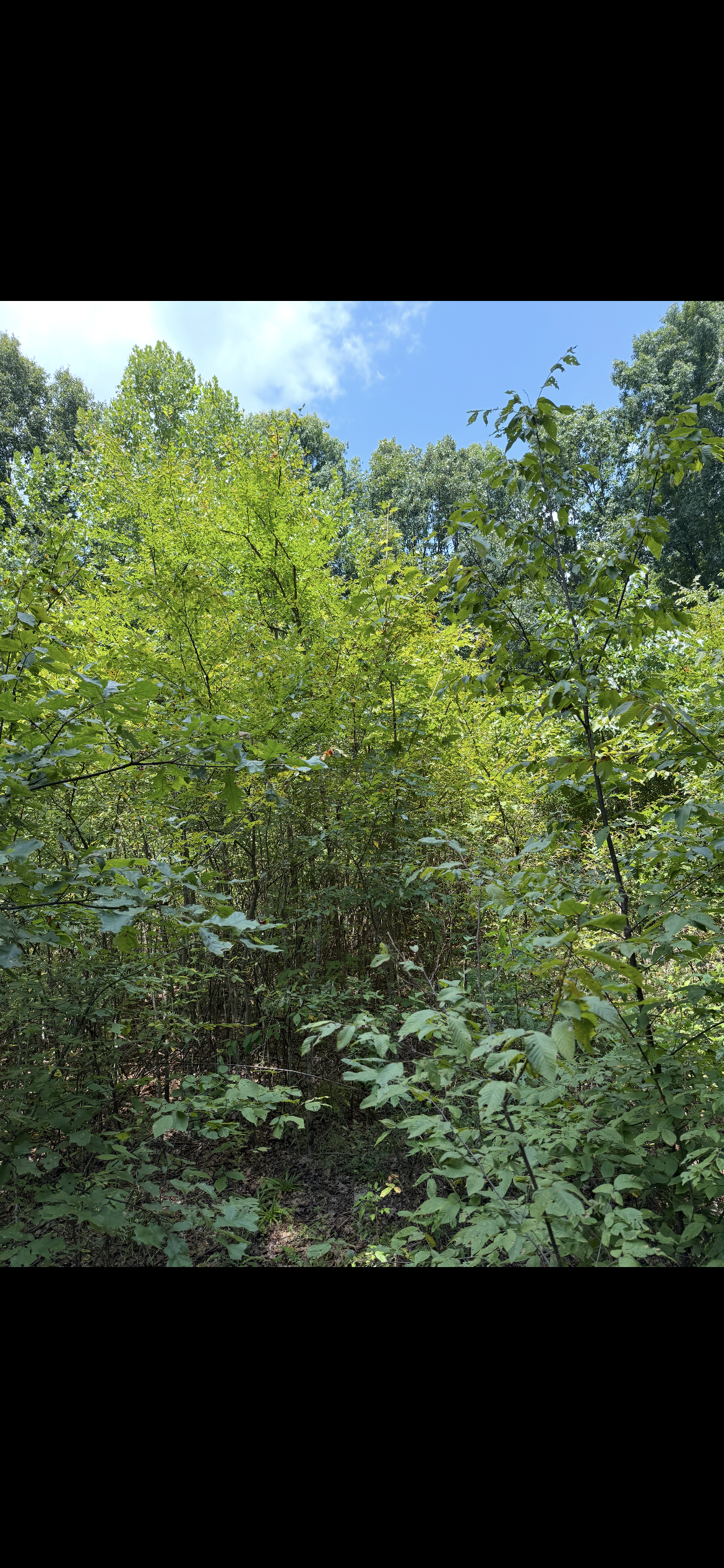 Dense green trees and shrubs under a bright blue sky on a sunny day