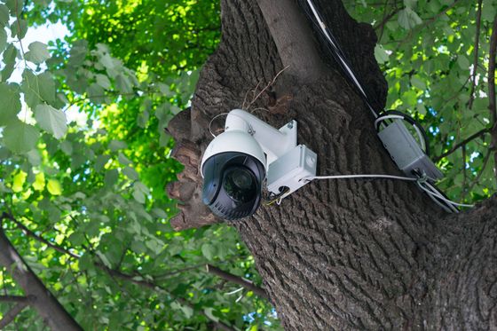 Telecamera di sicurezza bianca montata sul tronco di un albero, circondata da una vegetazione verde e rigogliosa