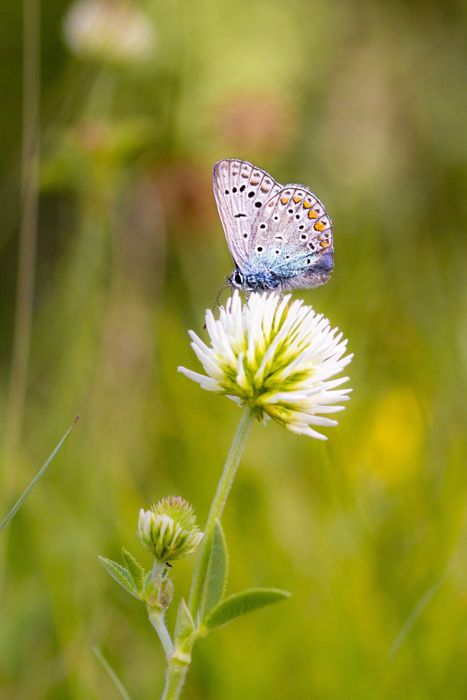 Farfalla blu posata su un fiore selvatico bianco in un prato erboso