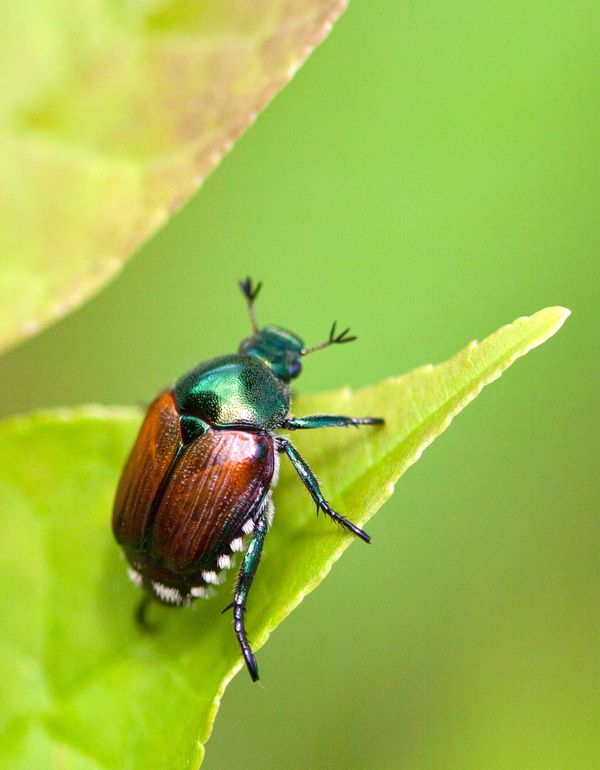 Scarabeo verde e ramato appollaiato su una foglia, con uno sfondo verde sfocato