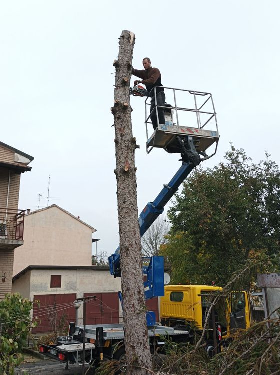 Un operaio su una piattaforma elevabile pota il tronco di un albero alto accanto ad alcune case e a un camion giallo