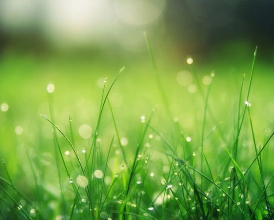 Fili d’erba verde con rugiada mattutina e morbidi giochi di luce sfocati sullo sfondo di un prato sfumato