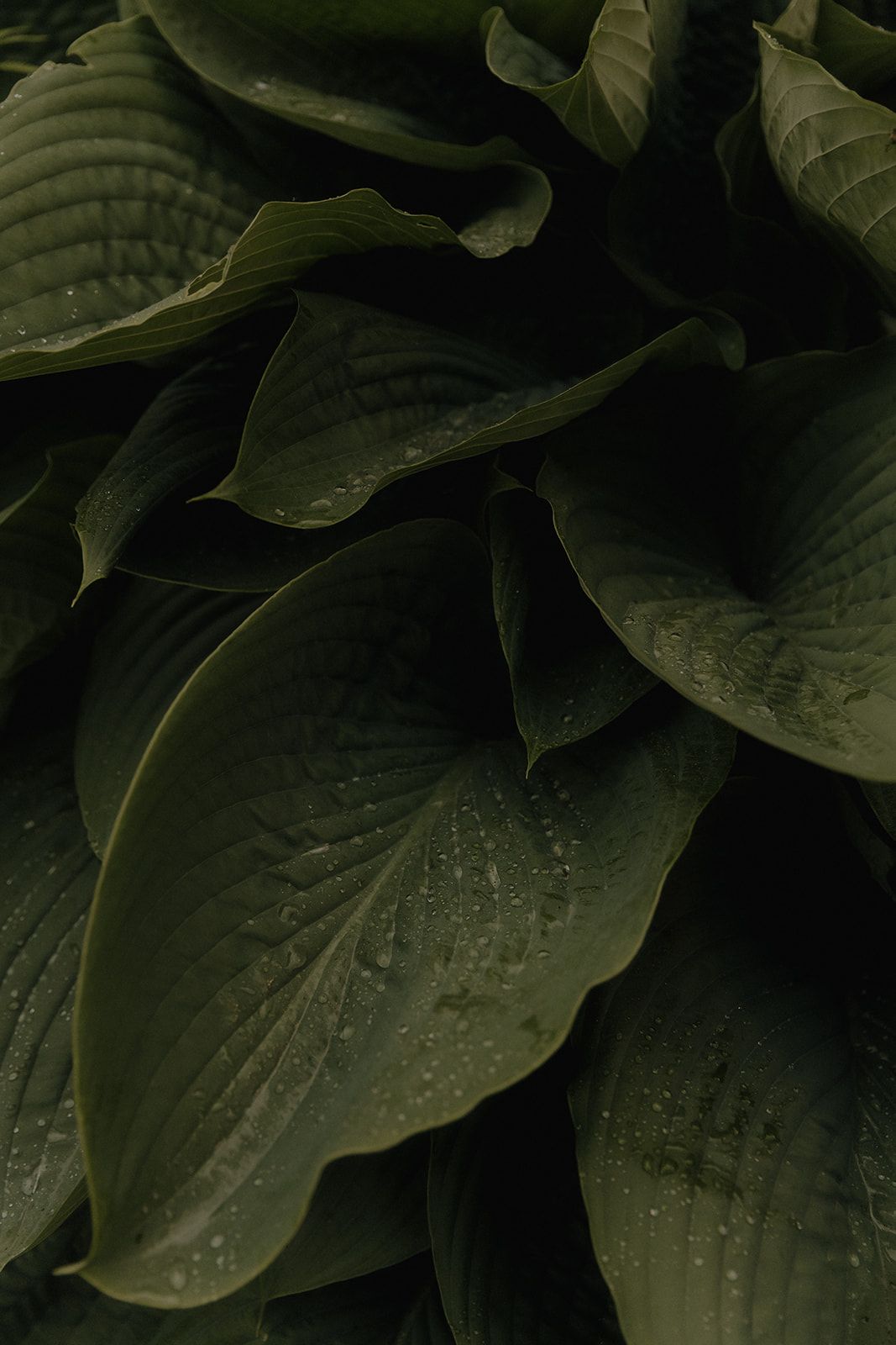 Moony Photography, Wedding photos, Elopement, Destination wedding, Wedding film, Weddingphotography