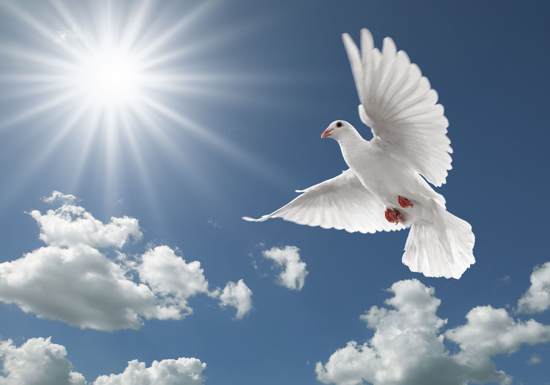 White dove flying in a bright blue sky with sun and fluffy clouds