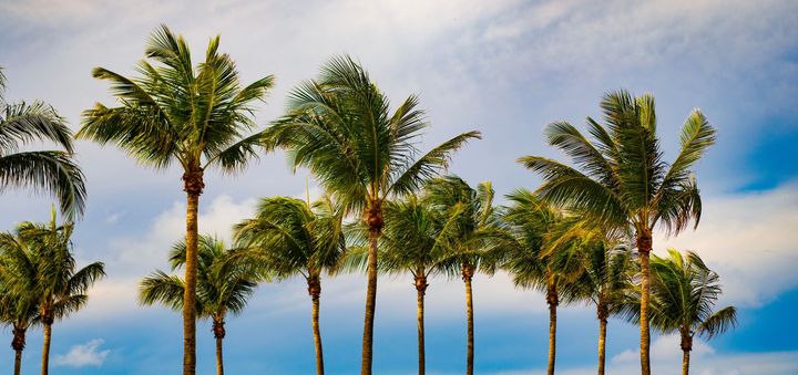 Palm trees on a tropical beach with blue sky and calm ocean in the background