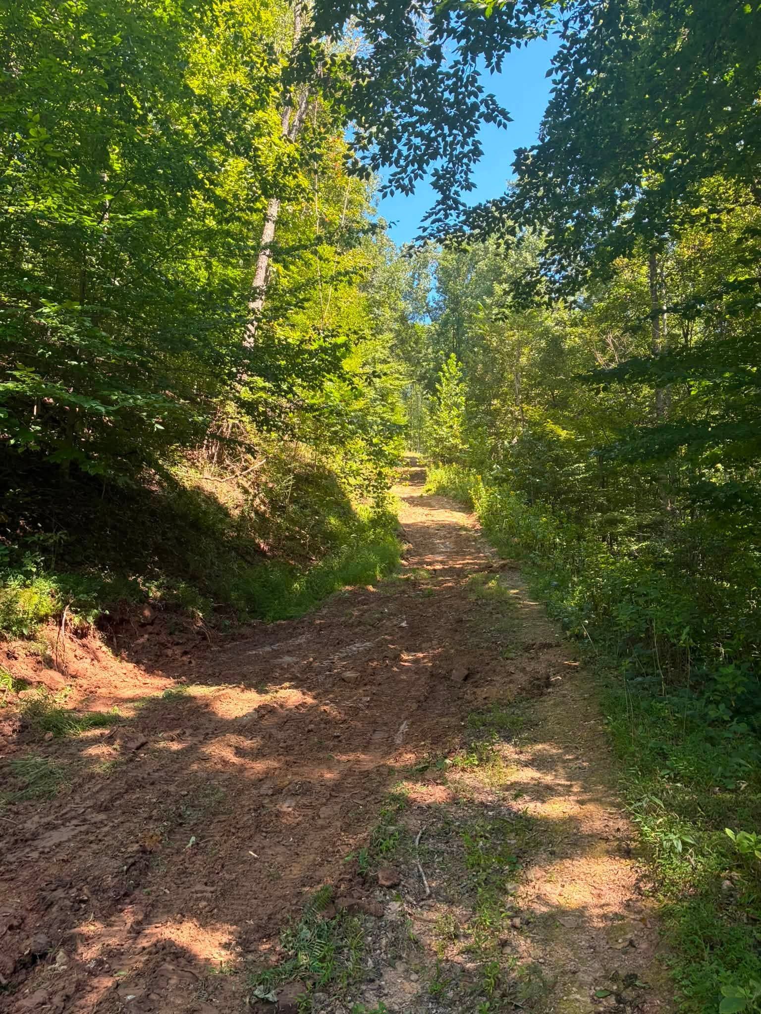 Narrow dirt trail through sunlit green trees on a wooded hillside