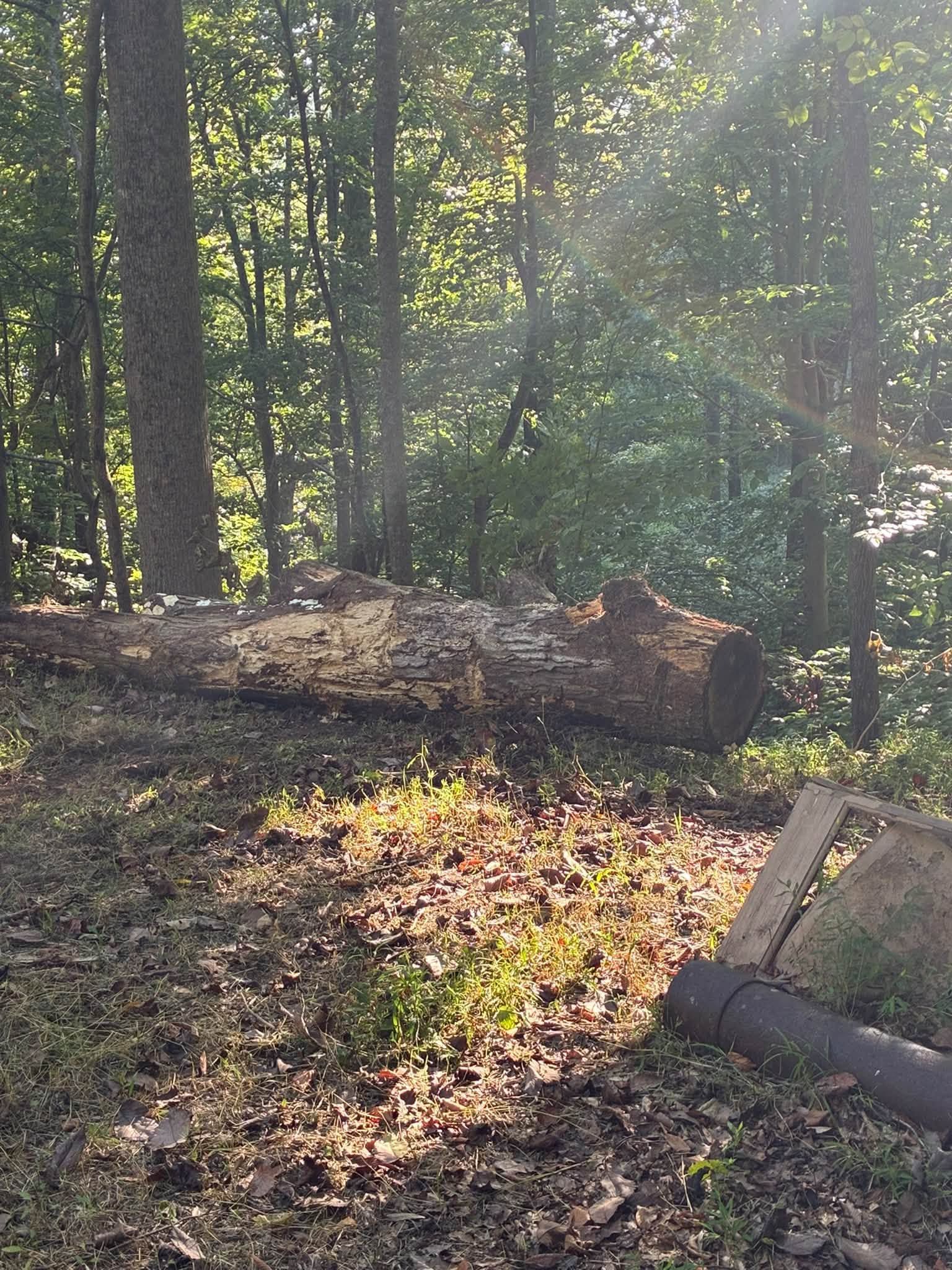 Sunlit wooded area with fallen log and leaf-covered ground