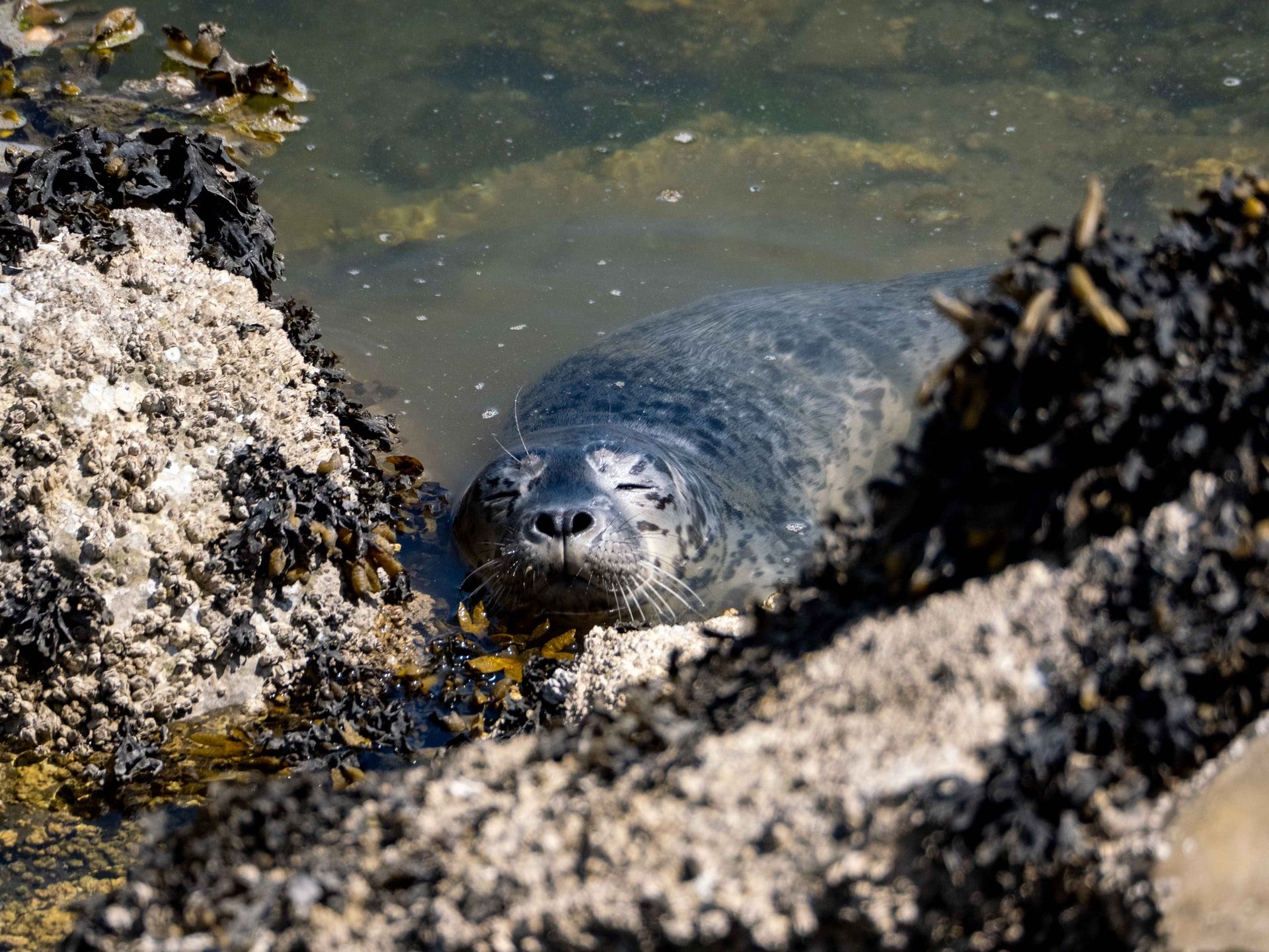 Harbor seal resting in shallow water between rocks.