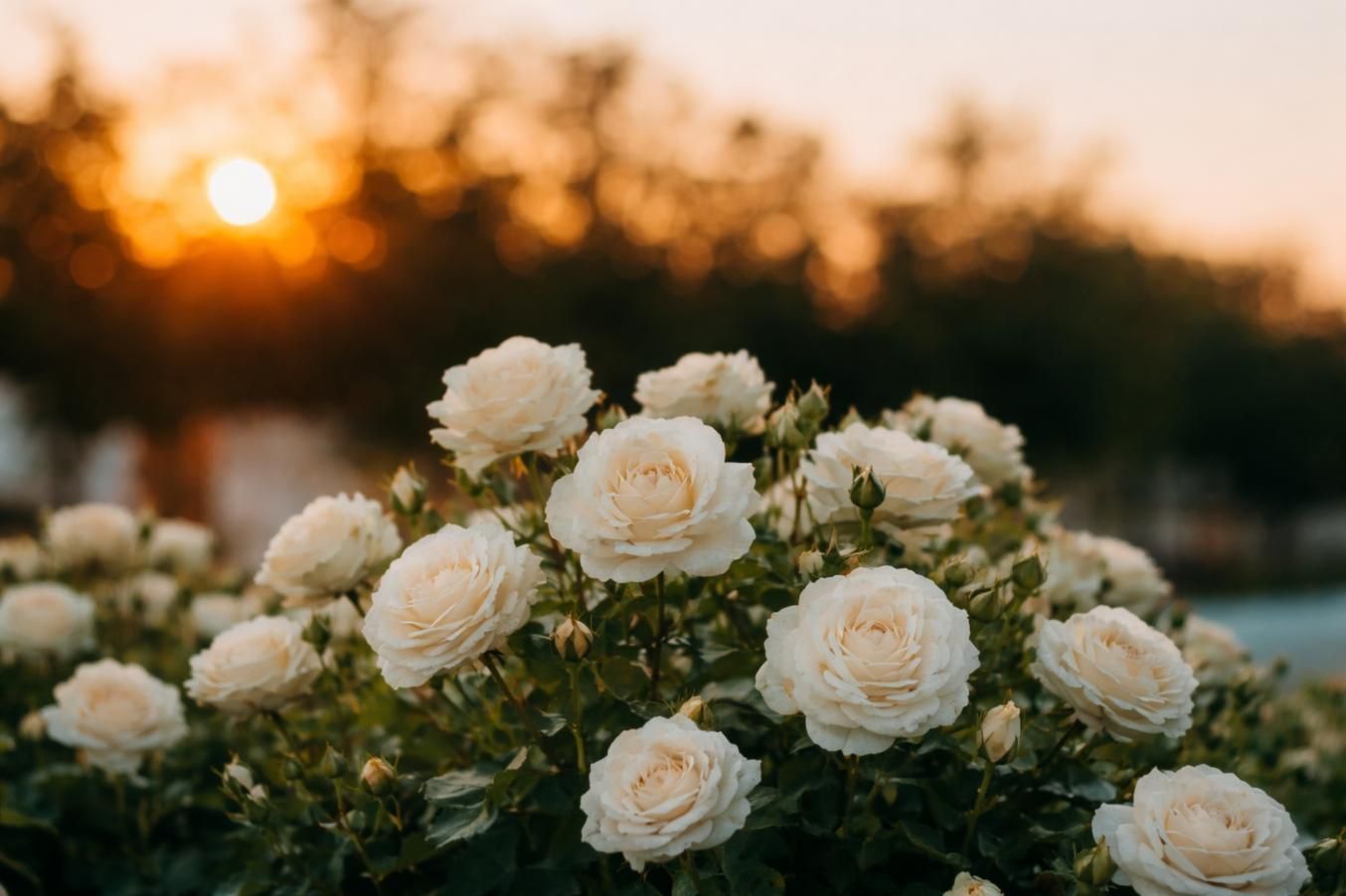 White roses in bloom at sunset, symbolizing remembrance from a funeral home and cremations Riverside, IL.