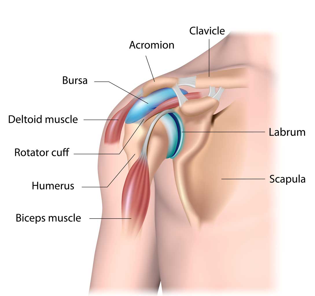 A diagram of a person 's shoulder with the muscles labeled