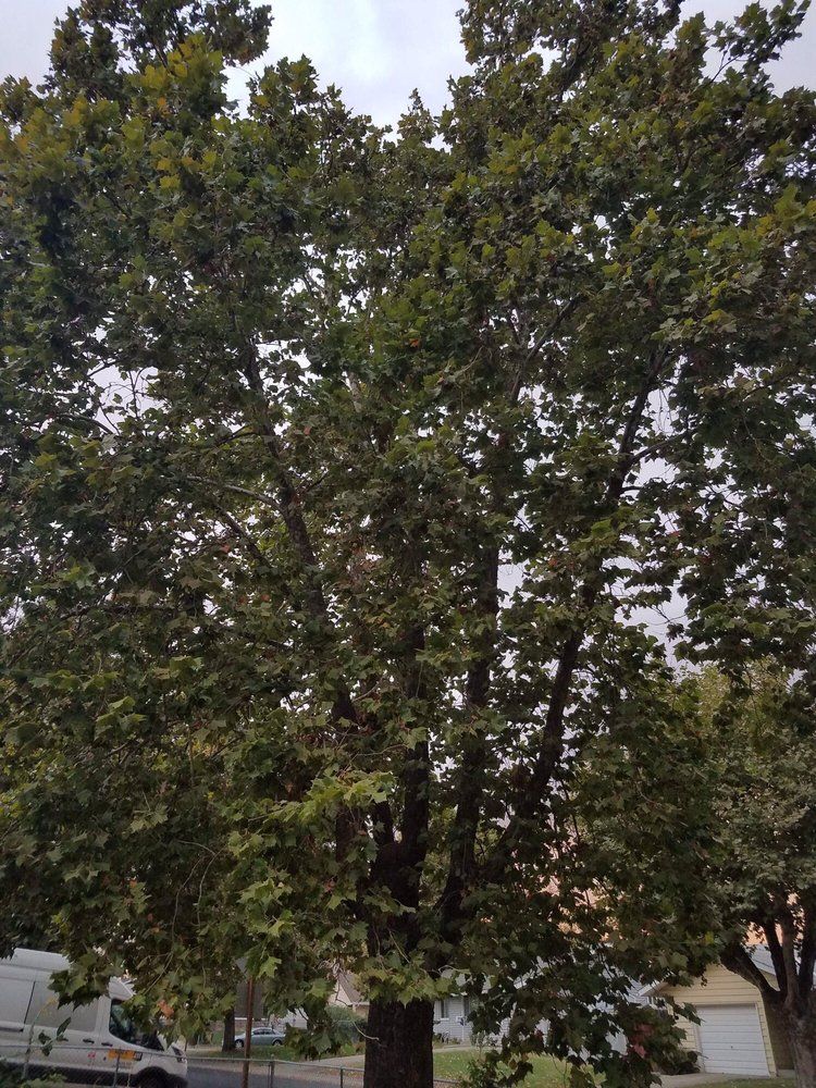 A large tree with lots of leaves is in front of a house.