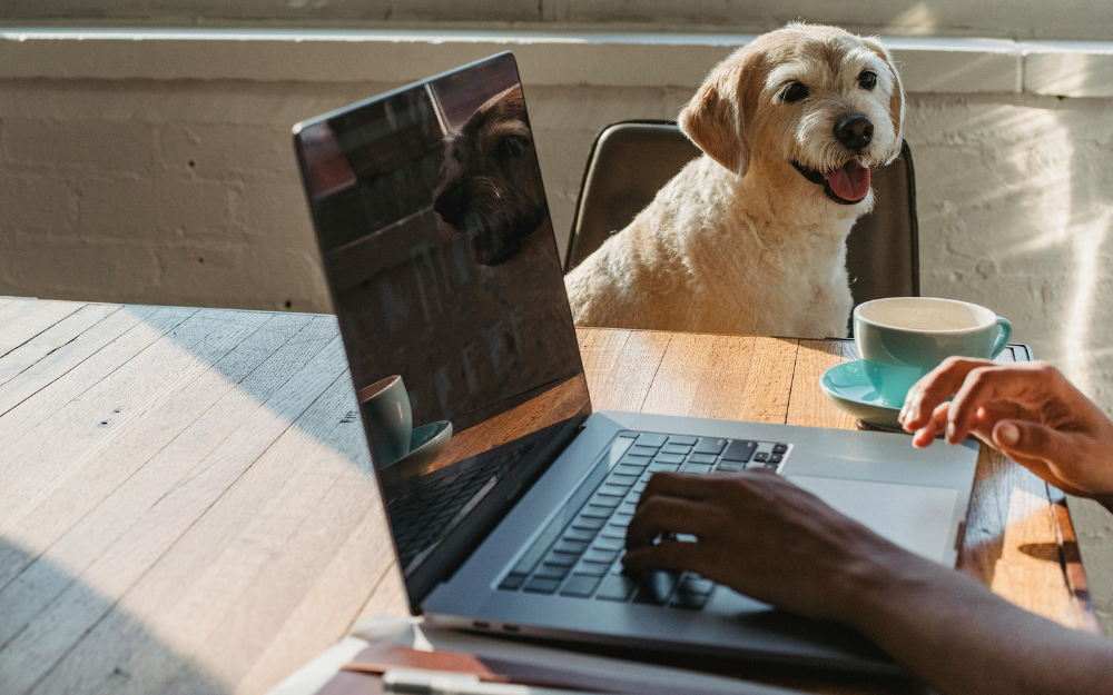 Person Working on Laptop — Midcoast Financial Planning Group in Tuncurry, NSW