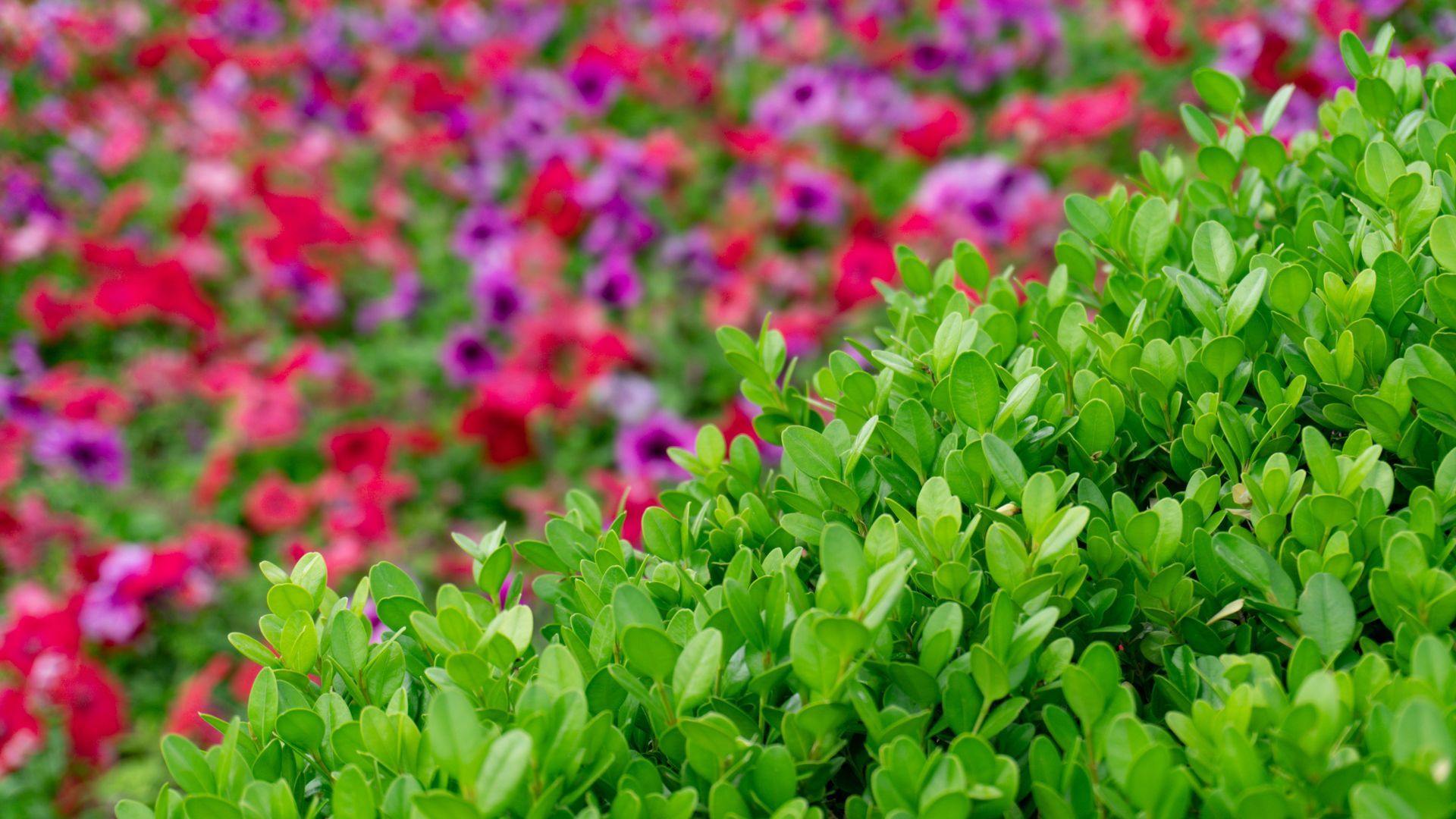 Professional landscaping company website showcasing completed projects