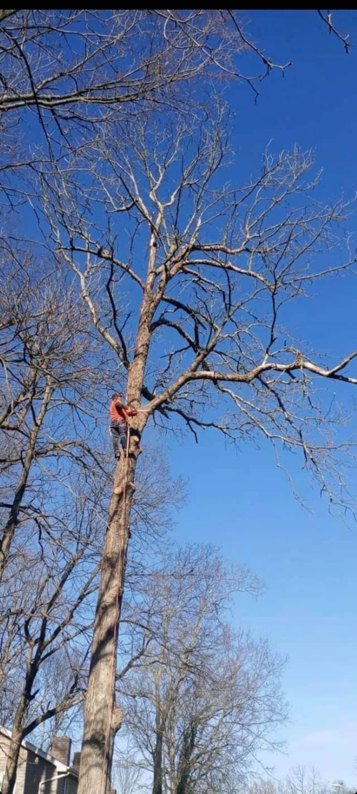 A man is climbing a tree with a chainsaw on a sunny day.