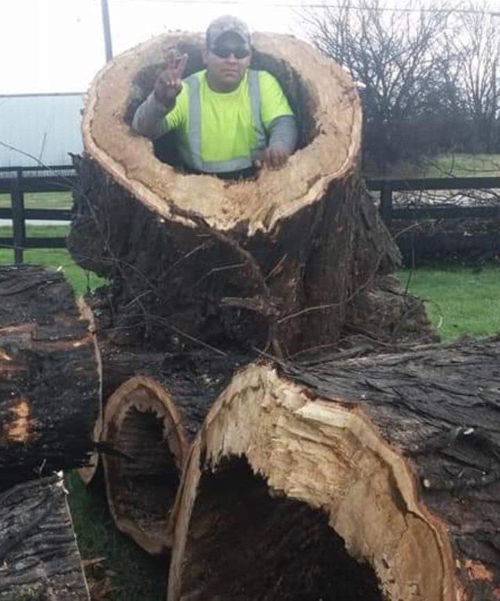 A man is standing inside of a large tree stump.