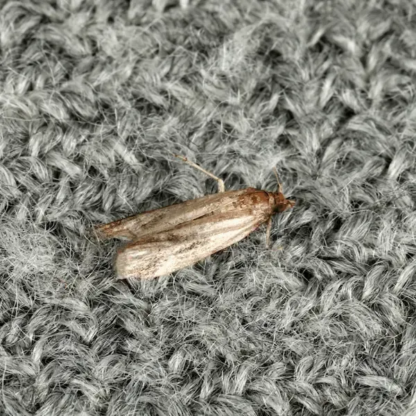 A close up of a brown and white beetle on a white surface.