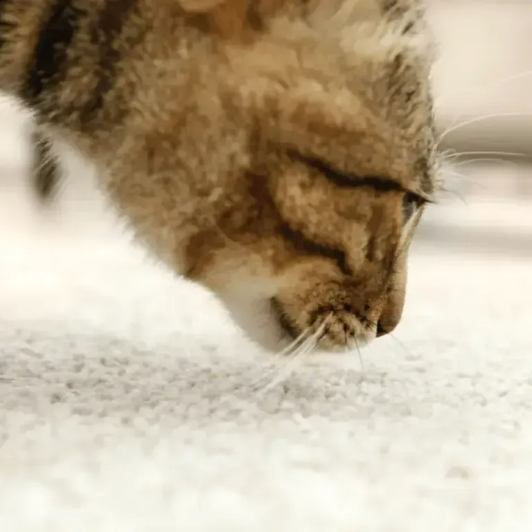 A close up of a cat sniffing a carpet.