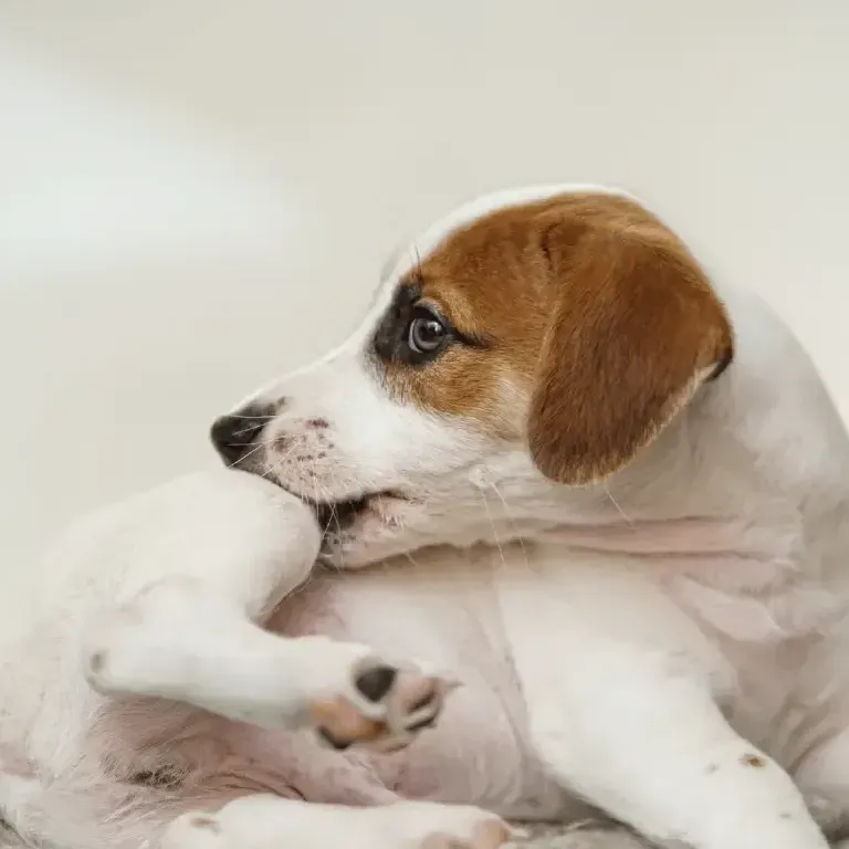 A brown and white puppy is scratching itself on a bed.