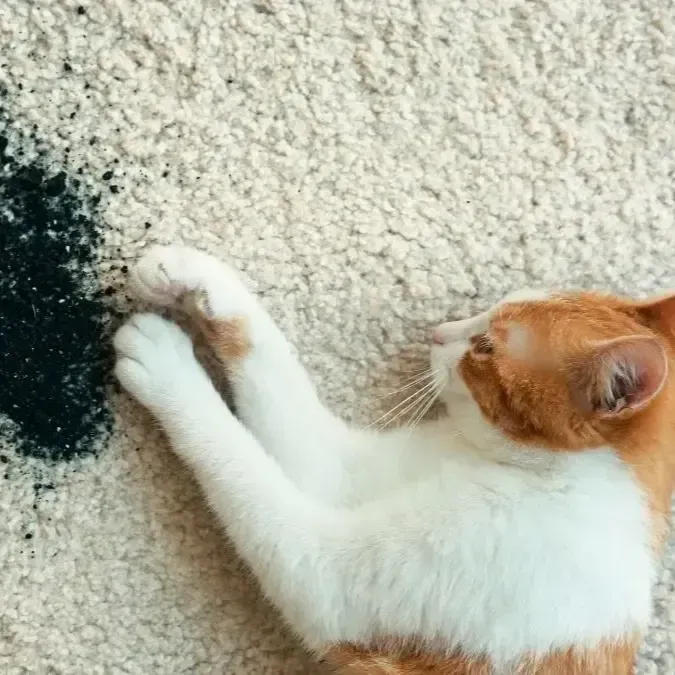 A cup of coffee spilled on a carpet