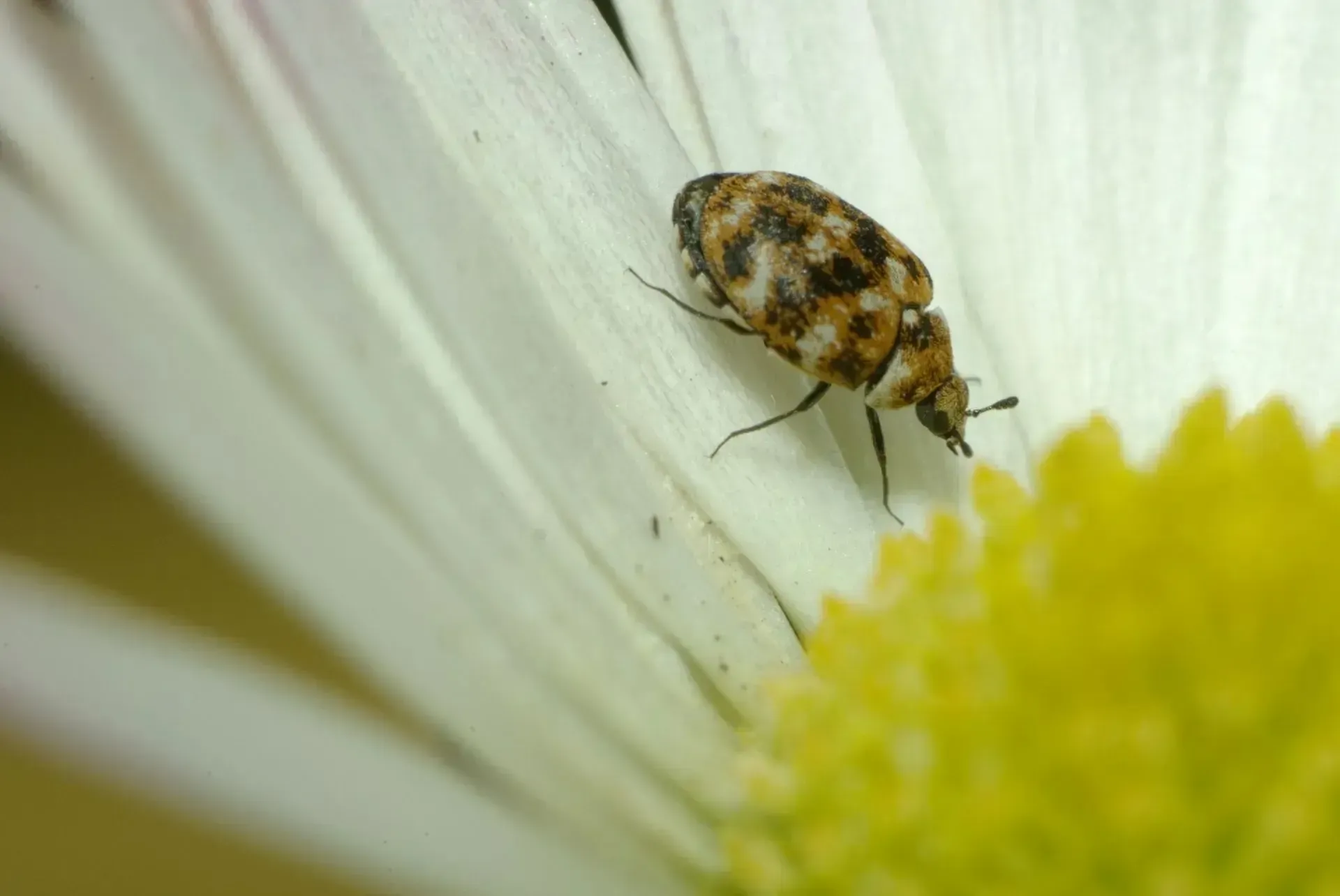 Small mottled beetle on a white flower petal beside a yellow center