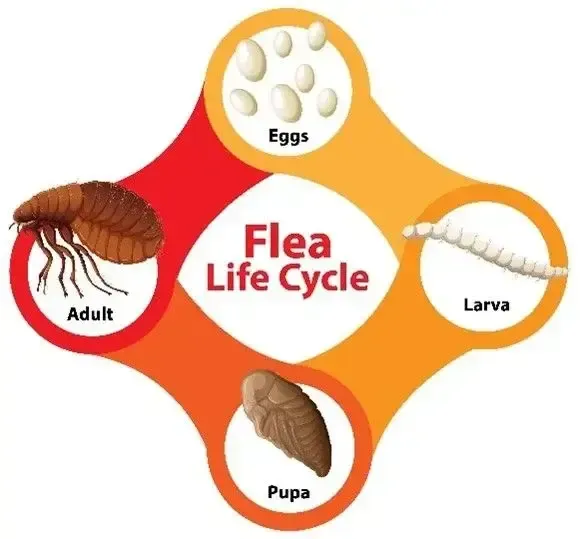 Flea life cycle diagram: adult flea, eggs, larva, and pupa, arranged in a circular flow chart.