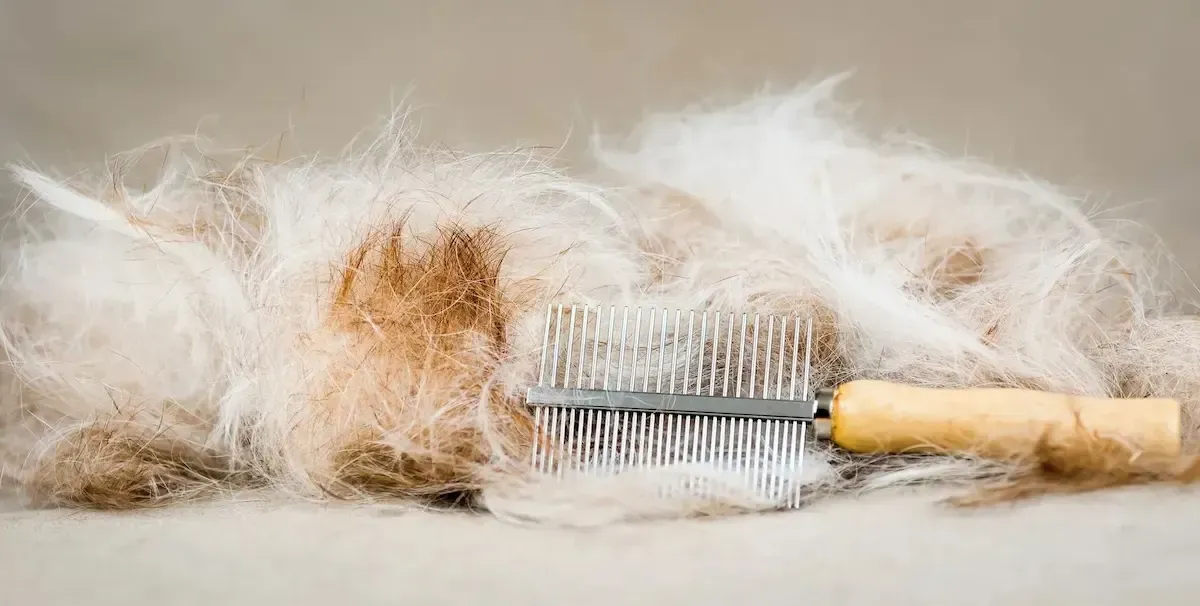 Comb covered in clumps of light and dark animal fur.