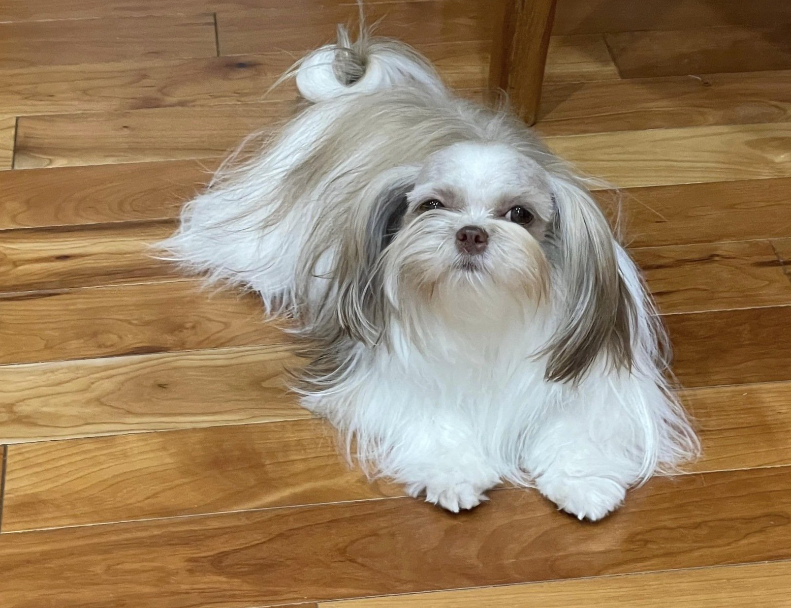 UKC GRCH RBIS BOB Rare Gem La Perla Chocolat