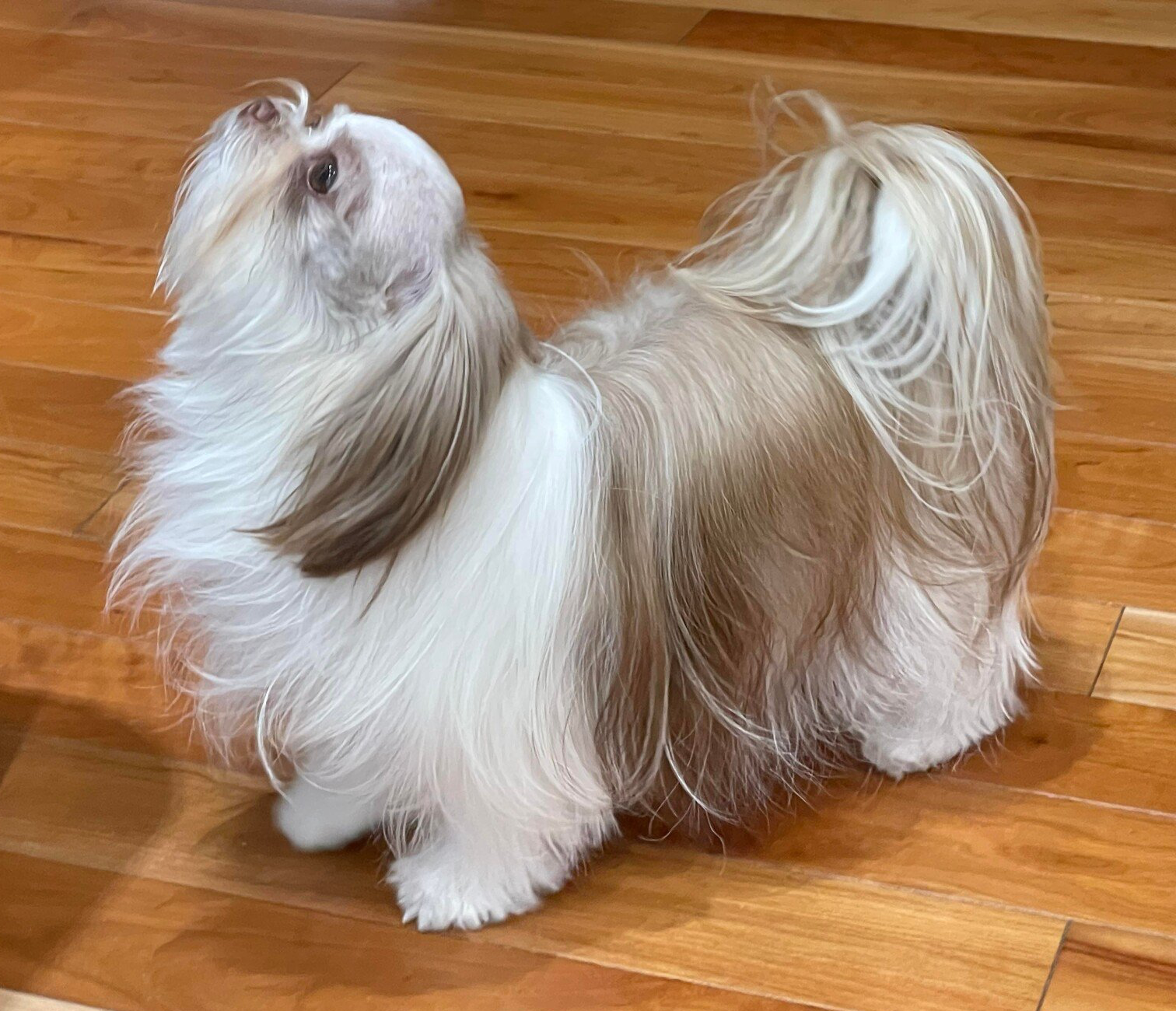 UKC GRCH RBIS BOB Rare Gem La Perla Chocolat