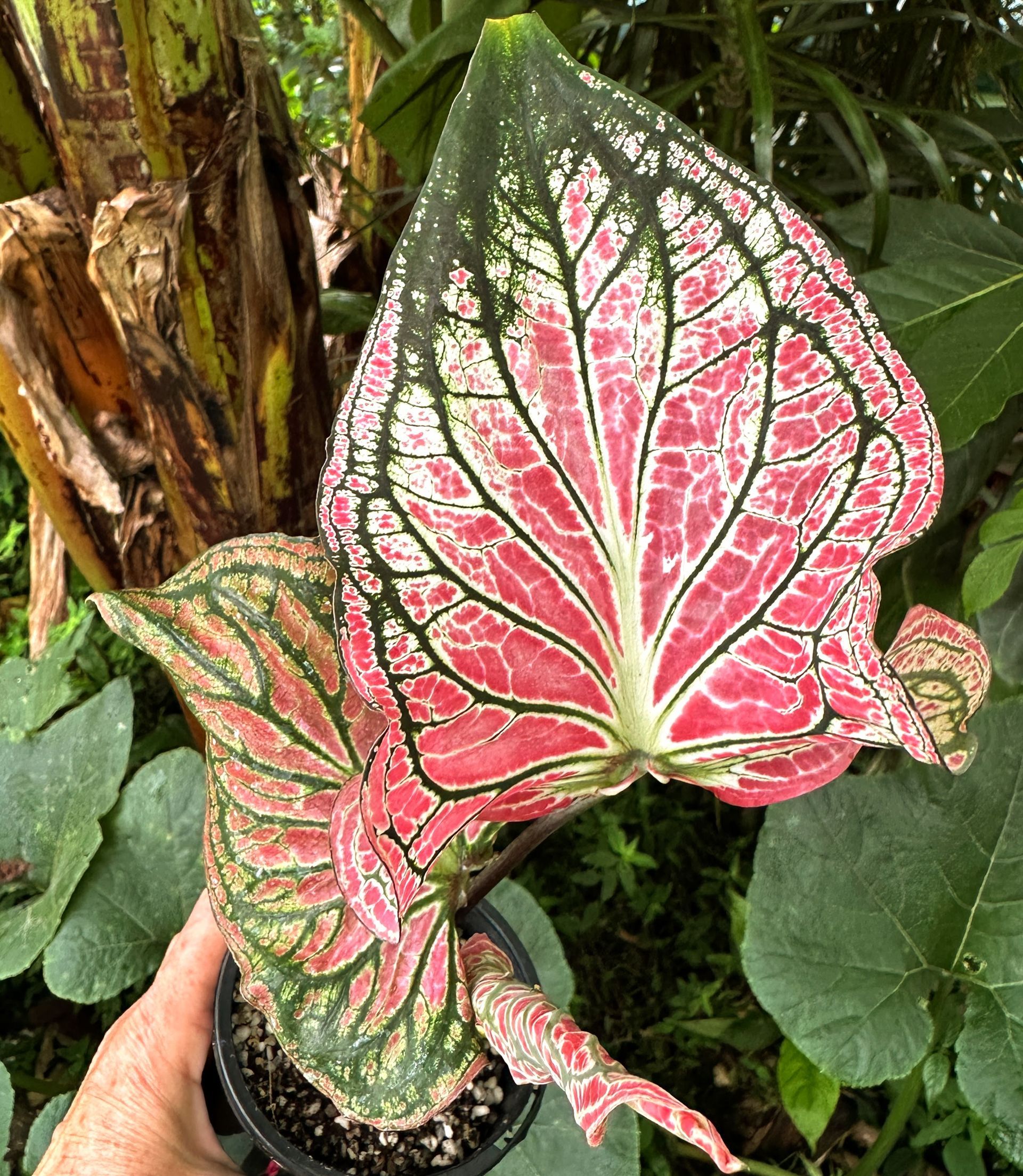 Caladiums R Us!