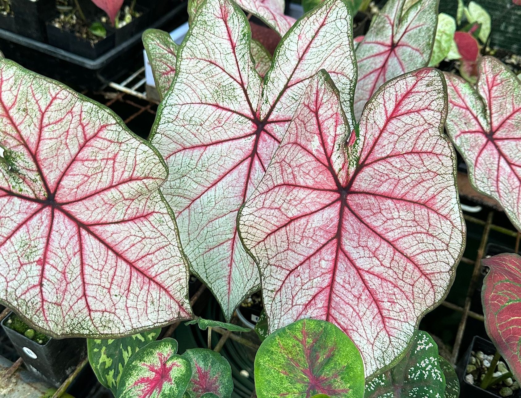 Caladiums R Us!