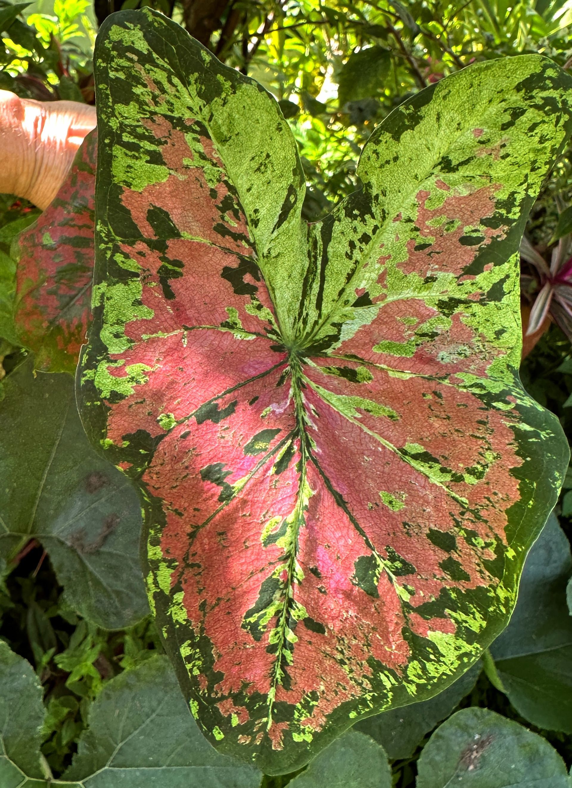 Caladiums R Us!