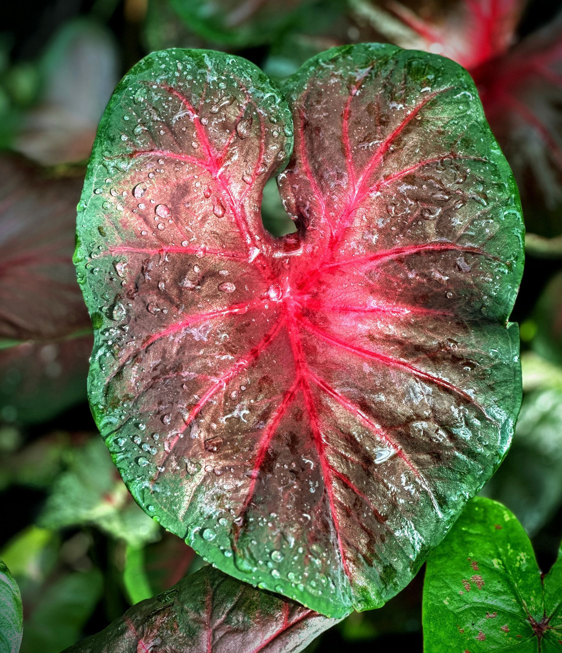 Caladiums R Us!